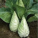 Caraflex Cabbage Seeds (20+ Seeds) | Non GMO | Vegetable Fruit Herb Flower Seeds for Planting | Home Garden Greenhouse Pack photo / $3.69 ($0.18 / Count)