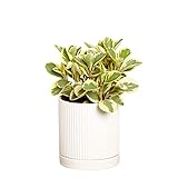 Greendigs Peperomia Plant in White Ceramic Fluted 5-Inch Pot - Pet-Friendly Houseplant, Pre-potted with Premium Soil photo / $34.73