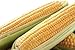 photo Golden Jubilee Yellow Sweet Corn Seeds, 30+ Seeds Per Packet, (Isla's Garden Seeds), Non GMO & Heirloom Seeds, Botanical Name: Corn Zea mays