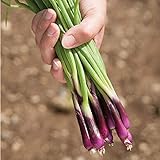 David's Garden Seeds Bunching Onion Deep Purple 1565 (White) 200 Non-GMO, Open Pollinated Seeds photo / $3.45