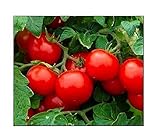 250 Cherry Tomato Seeds Large | Non-GMO | Fresh Garden Seeds photo / $6.95