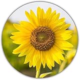 Semillas de Girasol (Helianthus annuus), Aprox. 50 Semillas, Planta llamativa para Autocultivo, Amarillo, Grande foto / 4,49 €