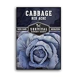 Survival Garden Seeds - Red Acre Cabbage Seed for Planting - Packet with Instructions to Plant and Grow Purple Cabbages in Your Home Vegetable Garden - Non-GMO Heirloom Variety photo / $4.99