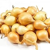 8 Ounces Yellow Onion Sets Sweet Onions Bulb Seed Set Perennial Garden Vegetable Green Plant Bulbs Seeds Permaculture photo / $9.95