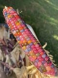 Glass Gem Cherokee Indian Corn Heirloom Premium Seed Packet + More photo / $4.99