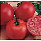 Burpee Big Boy Tomato Seeds (20+ Seeds) | Non GMO | Vegetable Fruit Herb Flower Seeds for Planting | Home Garden Greenhouse Pack photo / $4.69 ($0.23 / Count)