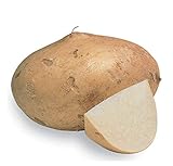 Jicama Root Seeds - 20 Large Seeds. Jicama Plants Produce Several Bulbs Like Potatoes photo / $13.99 ($0.70 / Count)