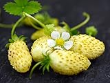 NIKA SEEDS - Fruit Alpine Strawberry Yellow - 100 Seeds photo / $6.95 ($0.07 / Count)