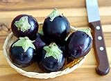 Aubergine Ronde de Valence - Eierfrucht - 50 Samen foto / 1,60 €