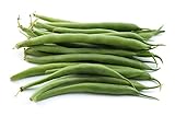 Green Bean Seeds for Planting - Provider - Bush Bean - 50 Seeds - Heirloom Non-GMO Vegetable Seeds for Planting photo / $5.49 ($0.11 / Count)