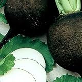 Organic Black Spanish Round Radish Seeds 5 g ~470 Seeds - Non-GMO, Open Pollinated, Heirloom, Vegetable Gardening Seeds photo / $2.99