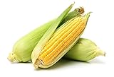 Golden X Bantom Corn Seeds, 50 Heirloom Seeds Per Packet, Non GMO Seeds, Botanical Name: Zea mays, Isla's Garden Seeds photo / $5.99 ($0.12 / Count)