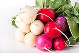 Easter Egg Radish Seeds photo / $4.49