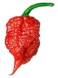 Carolina Reaper Seeds - 400 Carolina Reaper Seeds for Planting - Hottest Pepper Seeds - Hottest Chili Pepper in The World - Organic, Non - GMO Carolina Reaper Plant Seeds photo / $11.99 ($0.03 / Count)