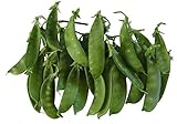 Oregon Giant Snow Pea Seeds- 50 Count Seed Pack - Non-GMO - Finest Tasting, Most Vigorous Snow peas. Use Them for Colorful Tasty stir-Fry Recipes or eat raw. - Country Creek LLC photo / $2.25