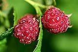 Raspberry Bare Root - 2 Plants - Polana Raspberry Plant Produces Large, Firm Berries with Good Flavor - Wrapped in Coco Coir - GreenEase by ENROOT photo / $27.99