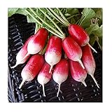 David's Garden Seeds Radish French Breakfast 1331 (Red) 200 Non-GMO, Heirloom Seeds photo / $3.45