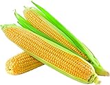 David's Garden Seeds Corn Super Sweet GSS1170 (Yellow) 100 Non-GMO, Hybrid Seeds photo / $4.45