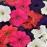 Outsidepride Petunia Hybrida Flower Seed Mix - 5000 Seeds photo / $6.49