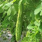 50 Pcs Non-GMO Bitter Gourd Seeds Bitter Melon Seeds Bitter Squash Seeds Balsam Pear photo / $7.99