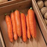 David's Garden Seeds Carrot Bolero 1166 (Orange) 200 Non-GMO, Hybrid Seeds photo / $4.45