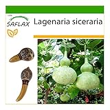 SAFLAX - Calabaza de peregrino - 15 semillas - Con sustrato estéril para cultivo - Lagenaria siceraria foto / 4,45 €