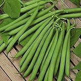 David's Garden Seeds Bean Bush Harvester 7484 (Green) 100 Non-GMO, Heirloom Seeds photo / $3.95