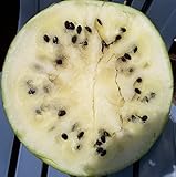 Cream of Saskatchewan Heirloom Watermelon (Certified Organic Seeds) by Stonysoil Seed Company photo / $7.95