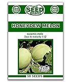 Honeydew Melon Seeds - 50 Seeds Non-GMO photo / 