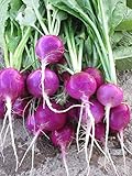 Purple Plum Radish Seeds, 150 Heirloom Seeds Per Packet, Non GMO Seeds photo / $5.99 ($0.04 / Count)