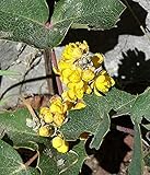 100pcs Seeds of Mahonia repens, Creeping Oregon Grape, Creeping Barberry photo / $9.98 ($0.10 / Count)