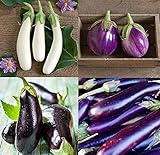 David's Garden Seeds Collection Set Eggplant 4432 (Multi) 4 Varieties 200 Non-GMO, Open Pollinated Seeds photo / $16.95 ($4.24 / Count)