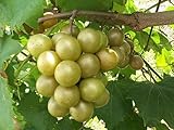 Vitis rotundifolia BRONZE Muscadine Traubenkernen! foto / 18,89 €