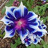 100pcs/pack Morning Glory Seeds Beautiful Perennial Flowers Seeds for Garden qc… photo / $8.39 ($0.08 / Count)