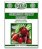 Crimson Giant Radish Seeds - 200 Seeds Non-GMO photo / $1.59 ($0.01 / Count)