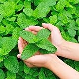 Smilikee Herb Seeds - Graines de Menthe Verte - Bonsaï - 500pcs photo / 4,59 €