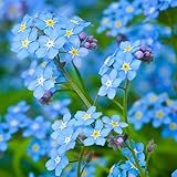 Forget Me Not Flowers (Myosostis sylvatica) - Over 5,000 Premium Seeds - by 'createdbynature' photo / $6.99