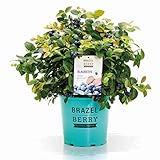 BrazelBerry 'Pink Breeze' Blaubeere , atemberaubende Laubfärbung und große XL-Beeren , Heidelbeere , winterhart , Obst für Garten, Terrasse, Balkon oder Kübel foto / 24,99 € (5,55 € / kg)