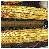 Everwilde Farms - 1/4 Lb Reid's Yellow Dent Open Pollinated Corn Seeds - Gold Vault photo / $7.96