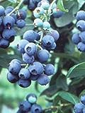 Pixies Gardens Tifblue Blueberry Bush - One of The Oldest Blueberry Cultivars Still Being Planted and Considered One of The Best. Good Pollinator (2 Gallon Potted) photo / $69.99