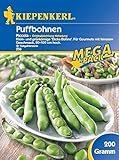 Bohnensamen - Puffbohne Piccola von Kiepenkerl foto / 4,99 €