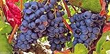 Grape Vine Seeds(Vitis vinifera) Enjoy the sweet juicy taste of homegrown grapes photo / $6.80