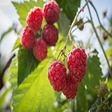 Killarney Raspberry - 1 Red Raspberry Plant - Everbearing - Organic Grown photo / $16.95