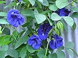 Blue Butterfly Pea Vine (Clitoria ternatea) Perennial - 10 Seeds photo / $3.49 ($0.35 / Count)