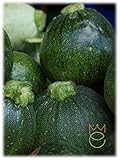 Calabacín redondo de Piacenza Cucurbita pepo Semillas Semillas Hortalizas Huerto foto / 2,90 €