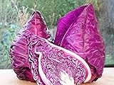 Seeds Cabbage Red Kalibos Vegetable Heirloom for Planting Non GMO photo / $8.99