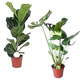 Zimmerpflanze 2er Pflanzen-Set Geigenfeige und Fensterblatt | Ficus Lyrata + Monstera Deliciosa  | Lieferhöhe: 60 cm und 80 cm | 2 Stück Topf Ø 17cm foto / 39,99 €