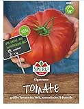 Tomate Gigantomo F1 (Fleischtomate), größte Tomate der Welt, sehr aromatisch foto / 3,43 € (3,43 € / Stück)