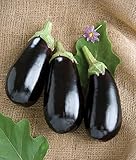 David's Garden Seeds Eggplant Nadia 7492 (Black) 25 Non-GMO, Hybrid Seeds photo / $3.45