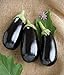 photo David's Garden Seeds Eggplant Nadia 7492 (Black) 25 Non-GMO, Hybrid Seeds